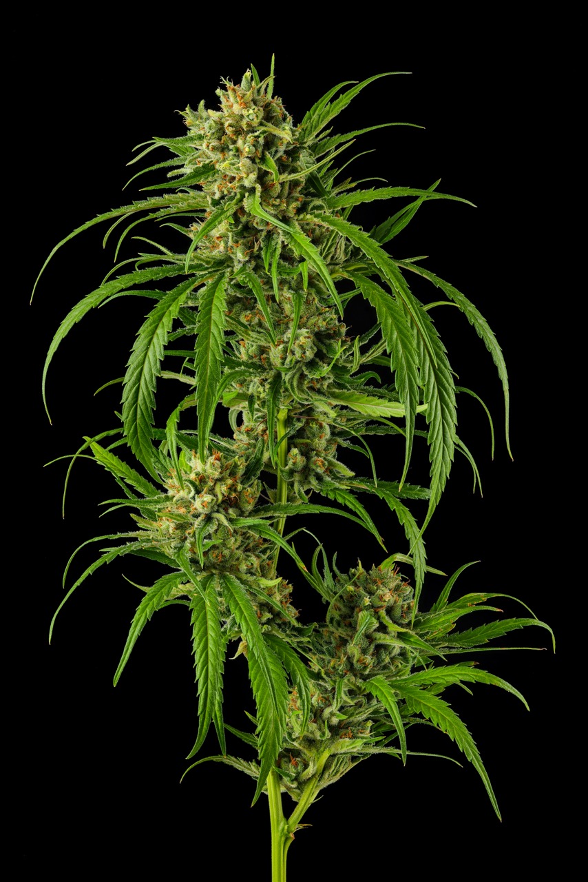 Genetic Catalogue